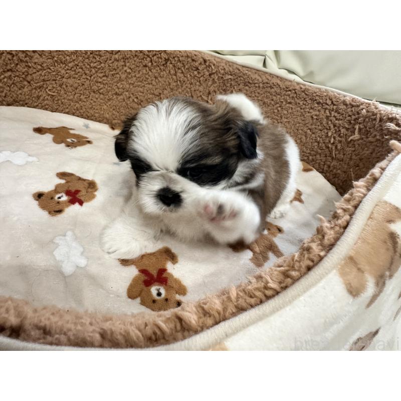 成約済の岡山県のシーズー-441476の10枚目