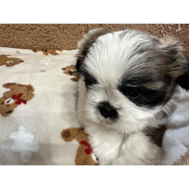 成約済の岡山県のシーズー-441476の9枚目