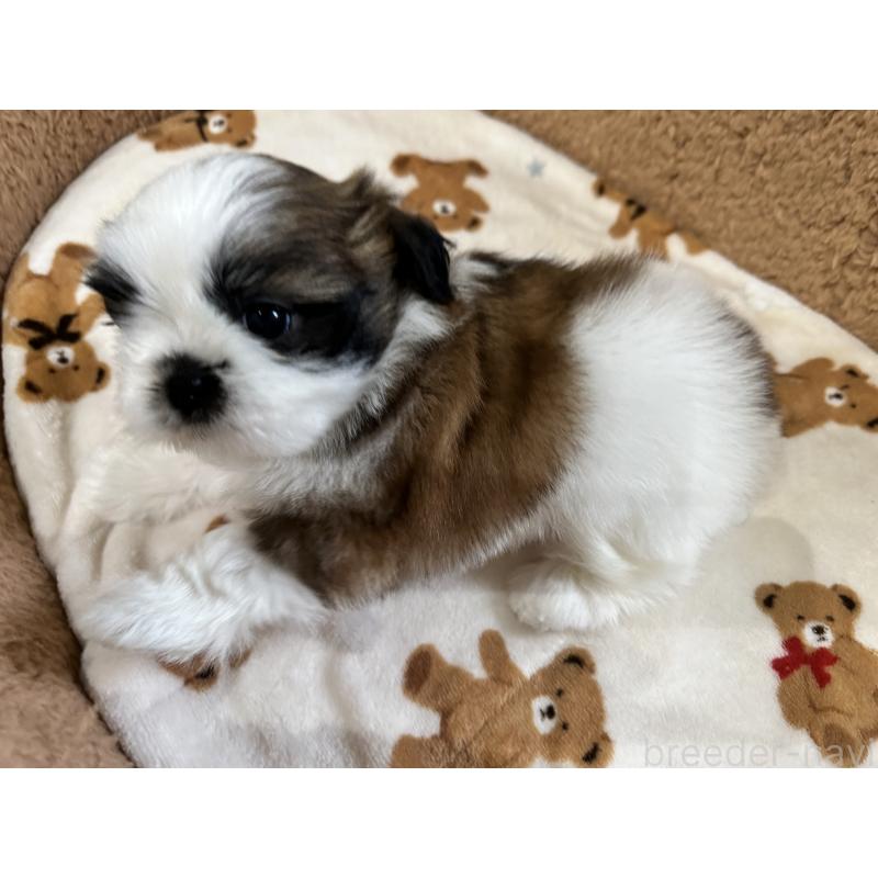 成約済の岡山県のシーズー-441476の8枚目