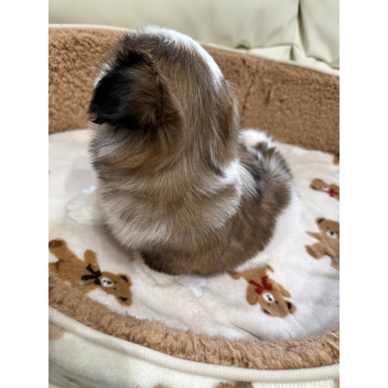 成約済の岡山県のシーズー-441476の7枚目