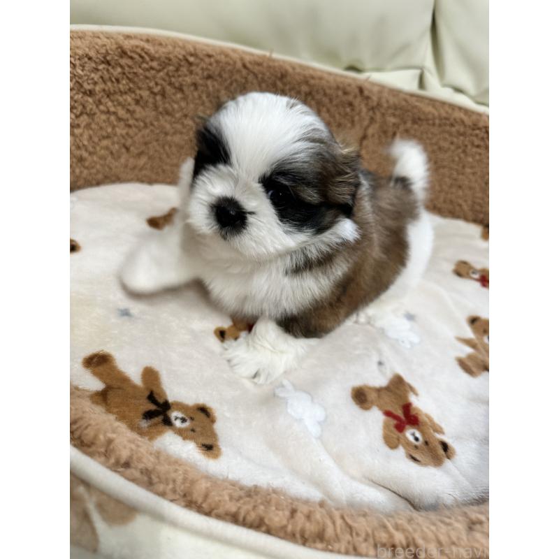 成約済の岡山県のシーズー-441476の6枚目