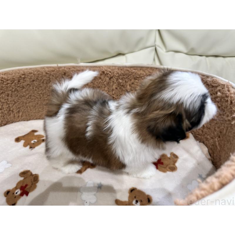 成約済の岡山県のシーズー-441476の5枚目