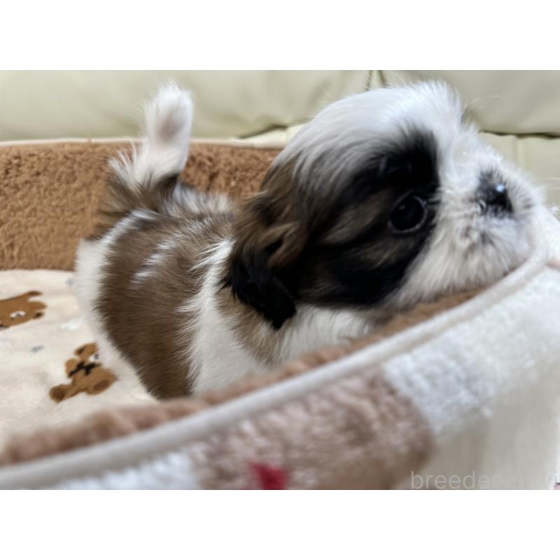 成約済の岡山県のシーズー-441476の4枚目