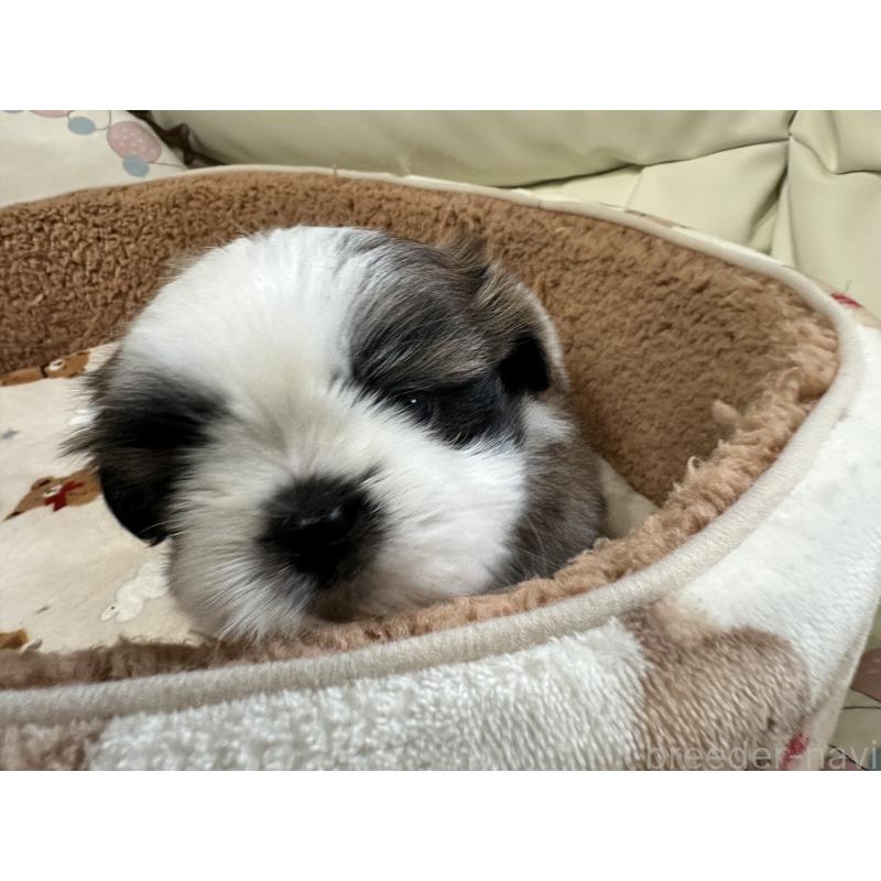 成約済の岡山県のシーズー-441476の3枚目