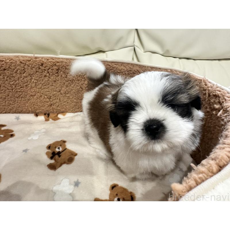 成約済の岡山県のシーズー-441476の2枚目