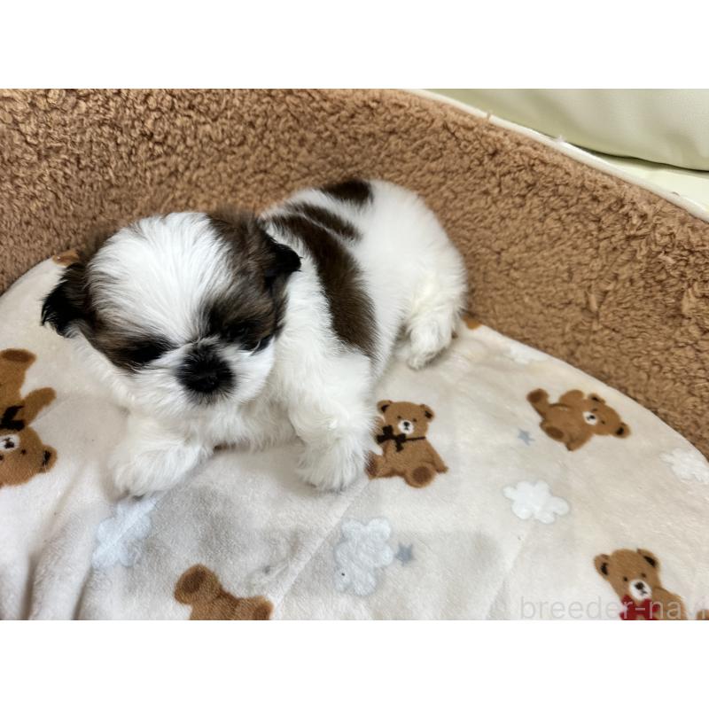 成約済の岡山県のシーズー-441474の16枚目