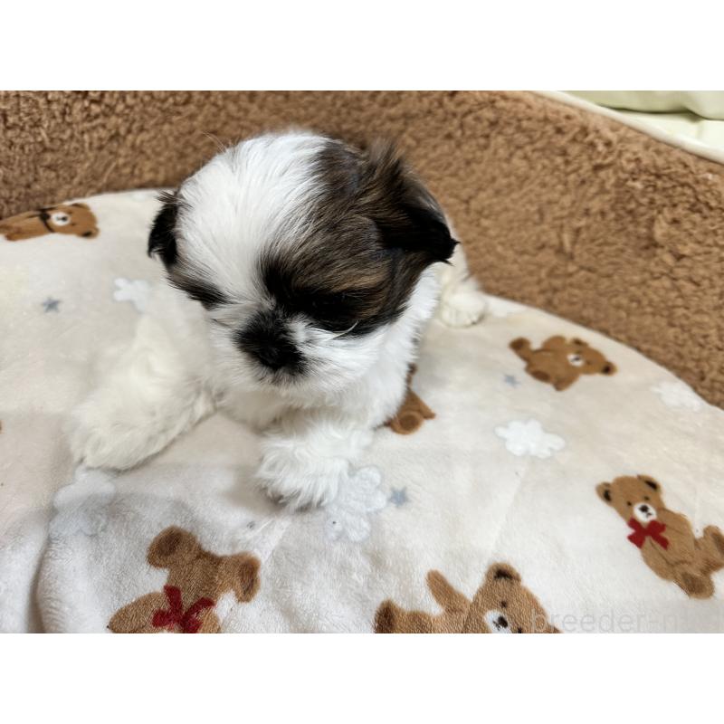 成約済の岡山県のシーズー-441474の15枚目