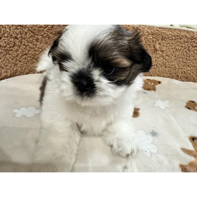 成約済の岡山県のシーズー-441474の14枚目