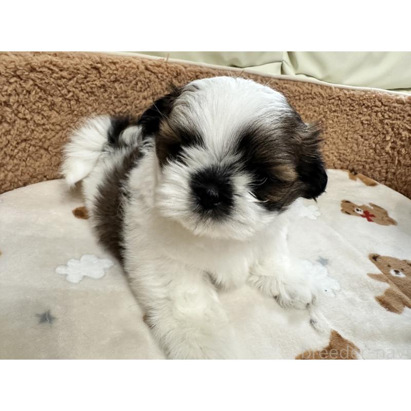 成約済の岡山県のシーズー-441474の13枚目