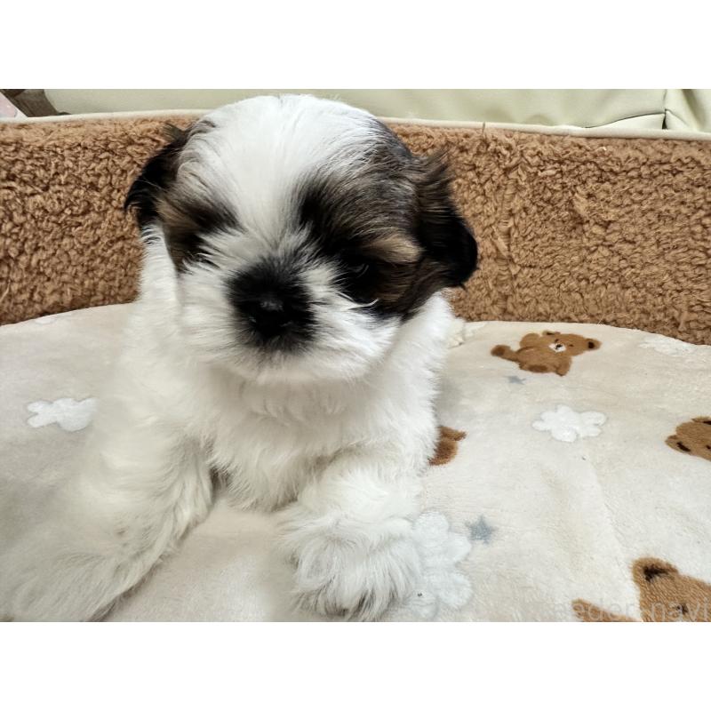 成約済の岡山県のシーズー-441474の12枚目