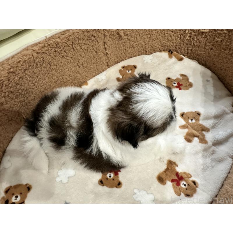 成約済の岡山県のシーズー-441474の11枚目