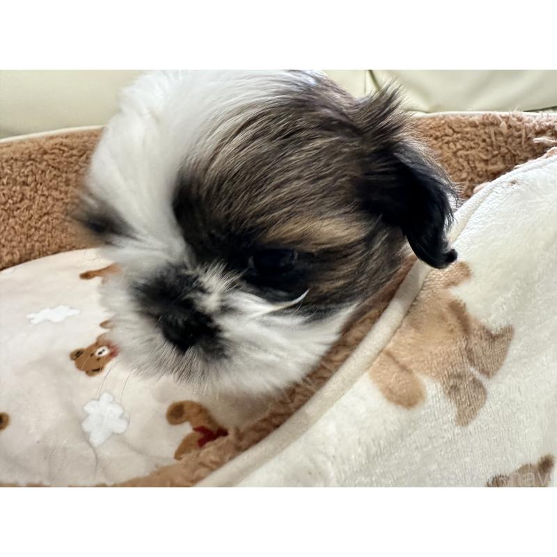 成約済の岡山県のシーズー-441474の10枚目