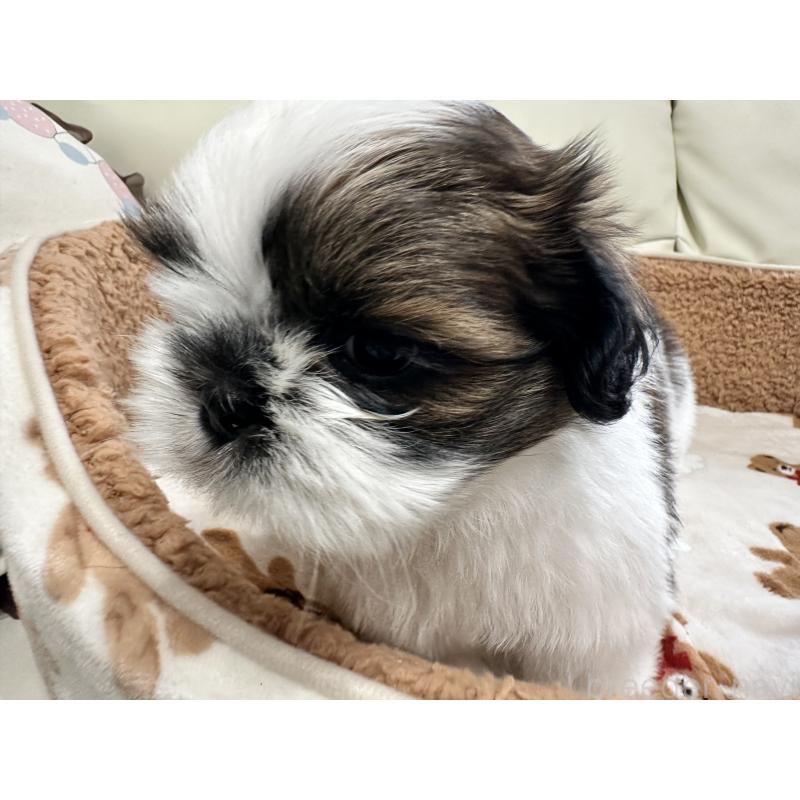 成約済の岡山県のシーズー-441474の9枚目