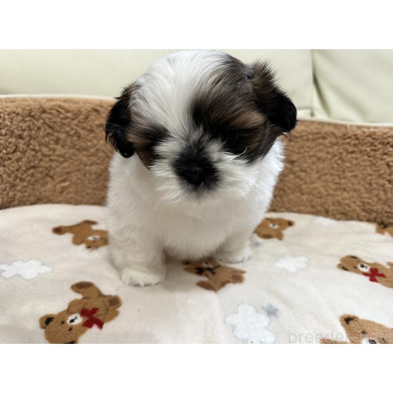 成約済の岡山県のシーズー-441474の7枚目