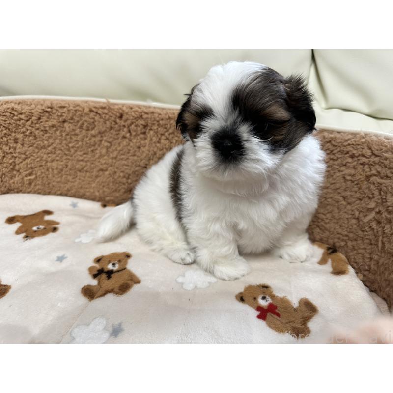 成約済の岡山県のシーズー-441474の5枚目