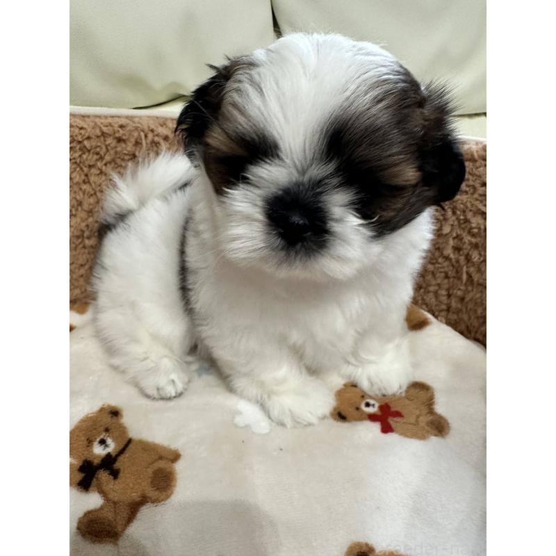 成約済の岡山県のシーズー-441474の4枚目