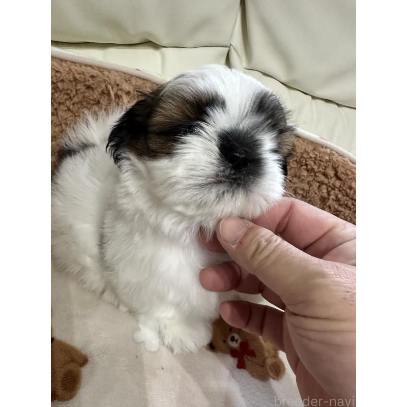 成約済の岡山県のシーズー-441474の3枚目