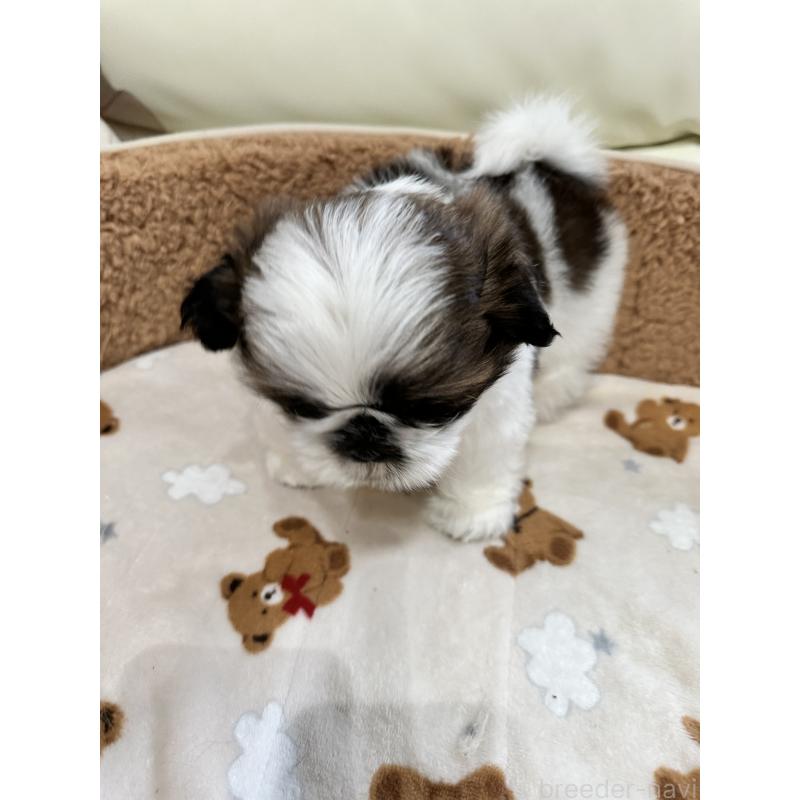 成約済の岡山県のシーズー-441474の2枚目