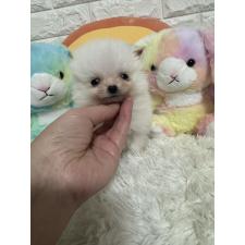 ♀︎ポメラニアン