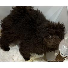 ♀︎トイプードル