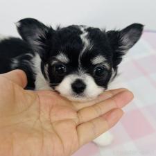 ♀︎チワワ(ロングコート)