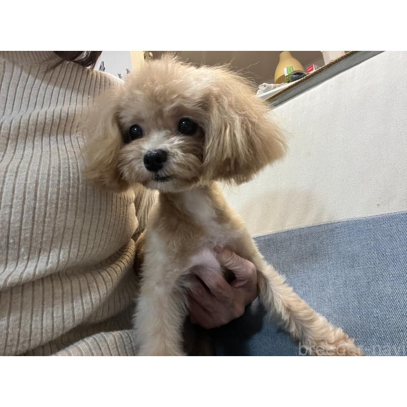 成約済の埼玉県のミックス犬-401212の4枚目