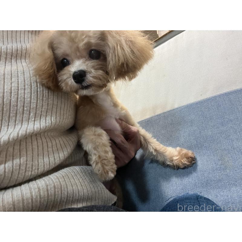 成約済の埼玉県のミックス犬-401212の3枚目