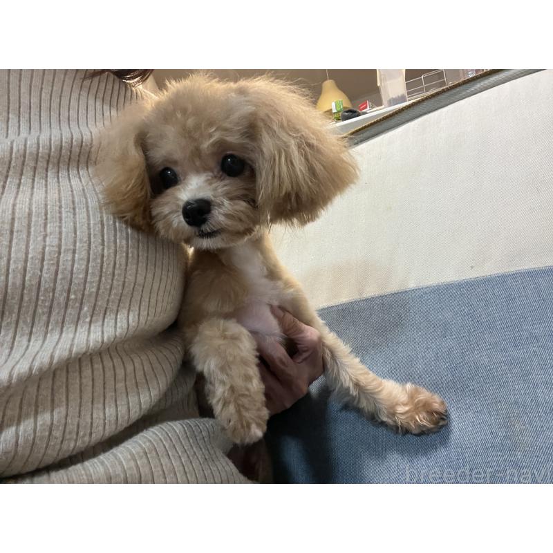 成約済の埼玉県のミックス犬-401212の2枚目