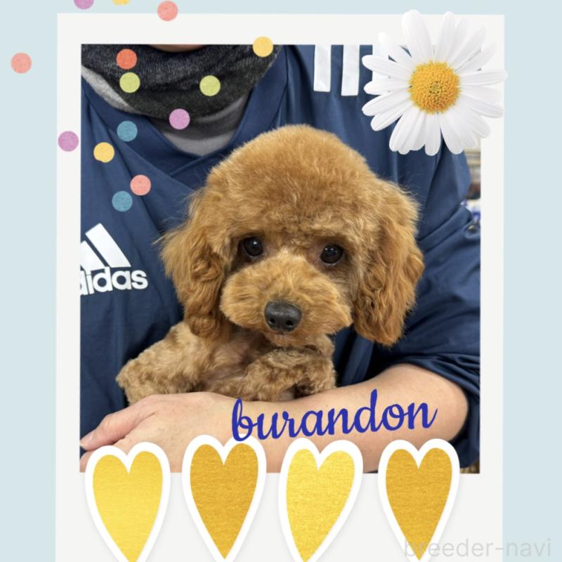 ブランドンくん1枚目