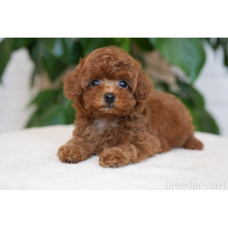 成約済の神奈川県のタイニープードル-444853の4枚目