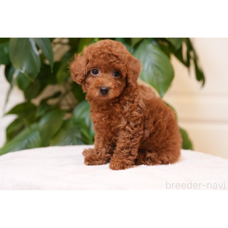 成約済の群馬県のタイニープードル-444858の3枚目