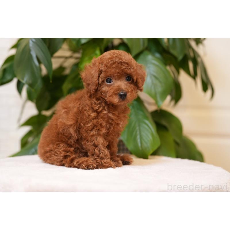 成約済の群馬県のタイニープードル-444858の2枚目