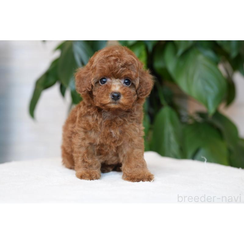 成約済の群馬県のタイニープードル-444860の4枚目