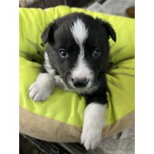 ♀︎ボーダーコリー