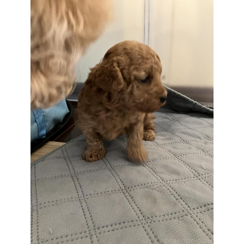 成約済の滋賀県のトイプードル-441370の8枚目