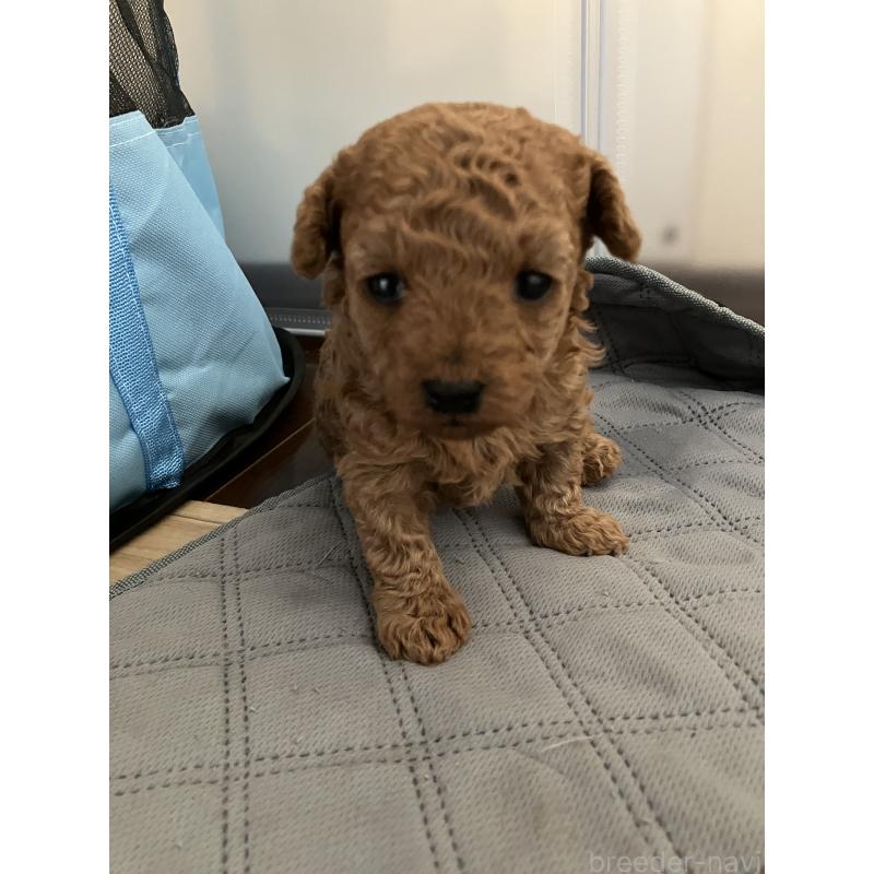 成約済の滋賀県のトイプードル-441370の7枚目