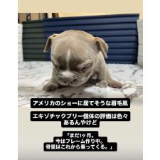 ♀︎エキゾチックブリー