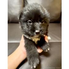 ♀︎ミックス犬