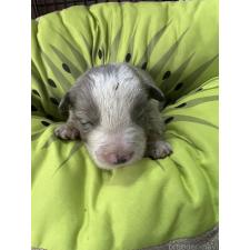 ♀︎ボーダーコリー