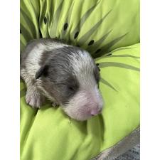 ♀︎ボーダーコリー