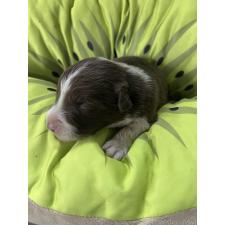 ♀︎ボーダーコリー