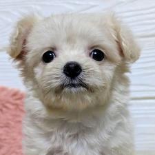 オンライン見学