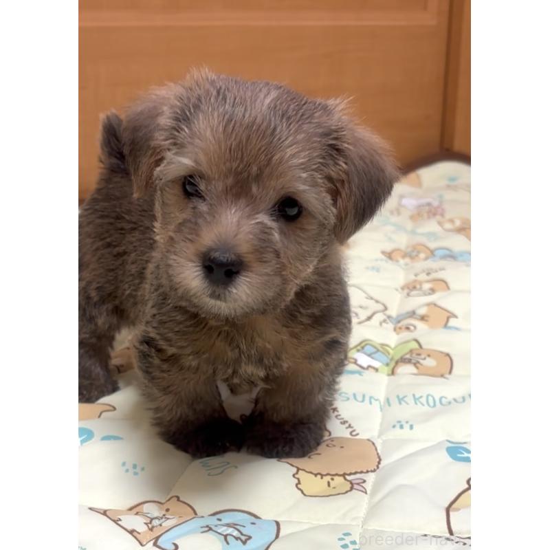 成約済の大阪府のノーフォークテリア-441938の5枚目