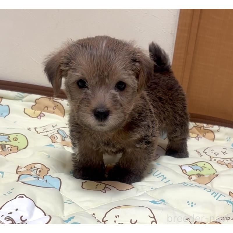 成約済の大阪府のノーフォークテリア-441938の4枚目