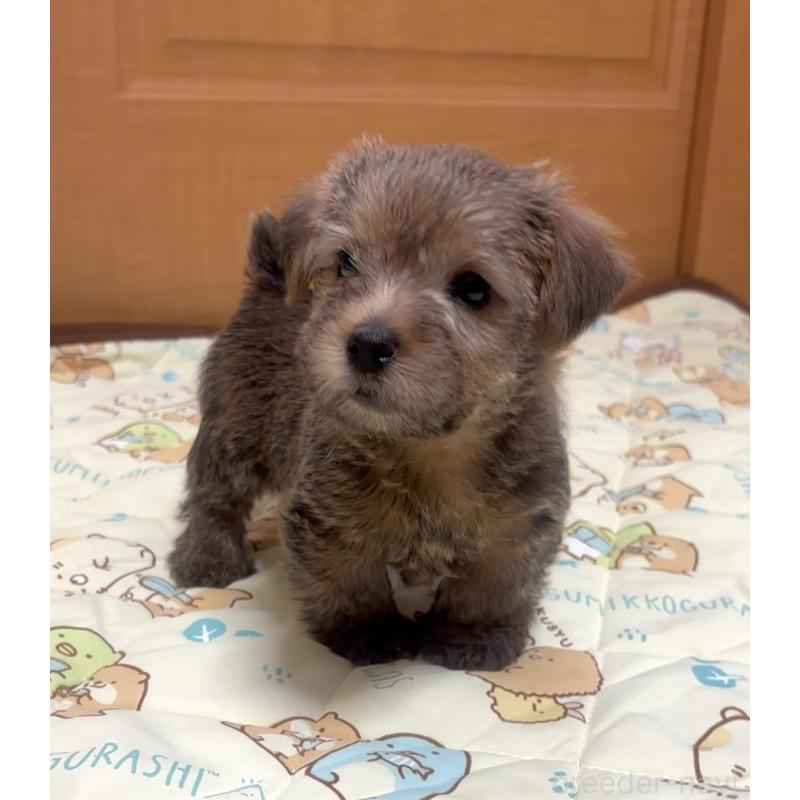 成約済の大阪府のノーフォークテリア-441938の3枚目