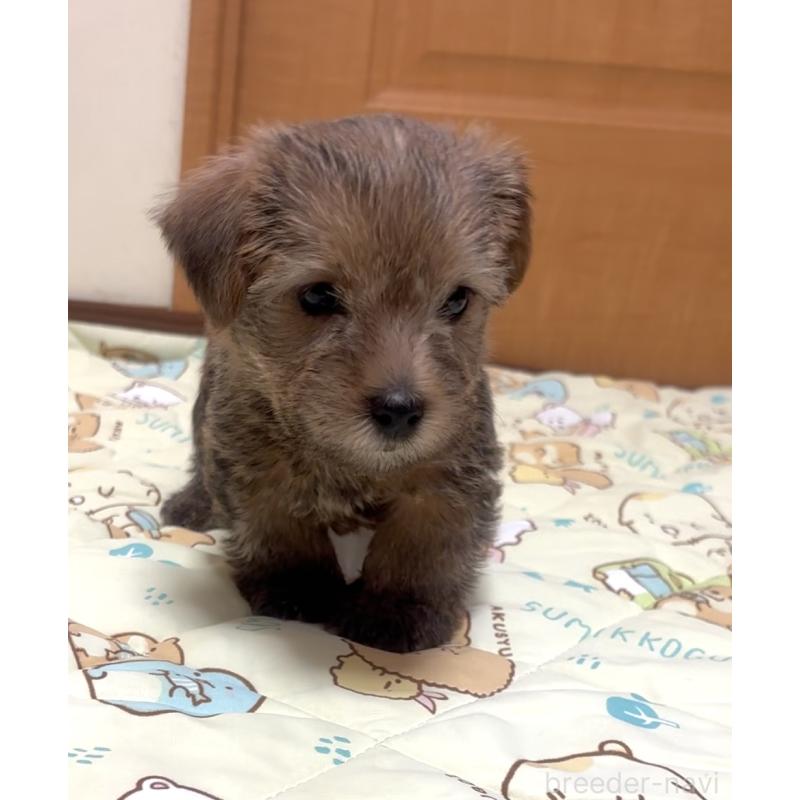 成約済の大阪府のノーフォークテリア-441938の2枚目