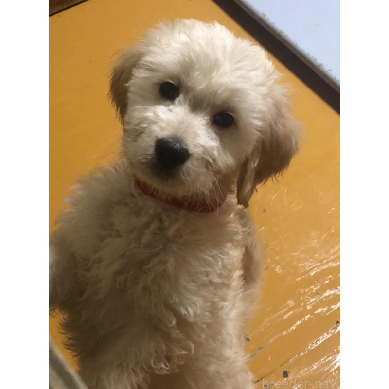 成約済の兵庫県のゴールデンドゥードル:ゴールデンレトリーバー×プードル-444209の15枚目