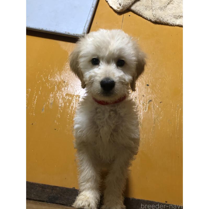 成約済の兵庫県のゴールデンドゥードル:ゴールデンレトリーバー×プードル-444209の14枚目