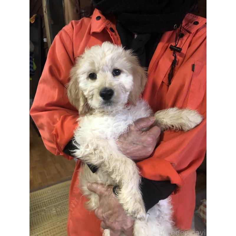 成約済の兵庫県のゴールデンドゥードル:ゴールデンレトリーバー×プードル-444209の13枚目