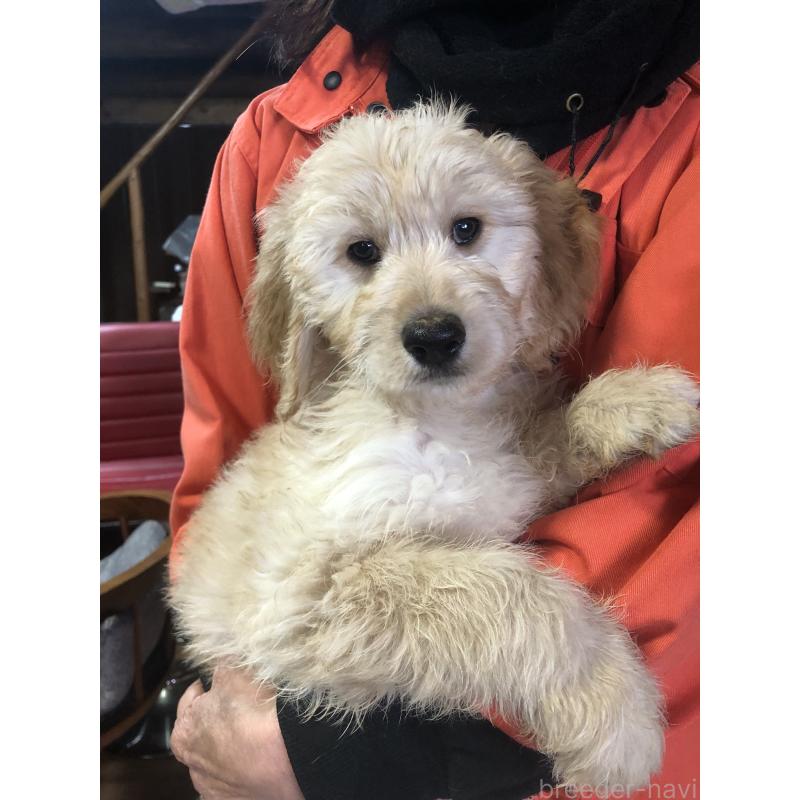 成約済の兵庫県のゴールデンドゥードル:ゴールデンレトリーバー×プードル-444211の8枚目